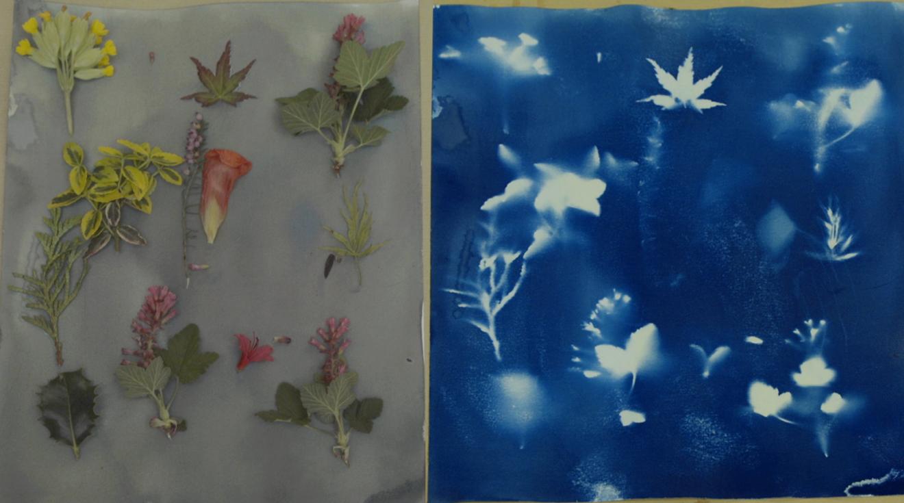 cyanotype